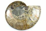 Cut & Polished Ammonite Fossil (Half) - Madagascar #364928-1